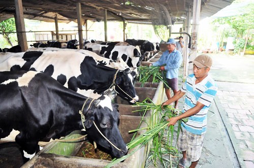 Breeding will meet difficulties when TPP takes effect (Photo: SGGP) Breeding will meet difficulties when TPP takes effect (Photo: SGGP)